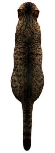 Chat L