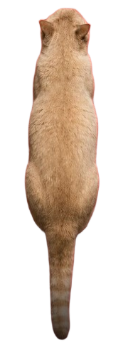 Chat M