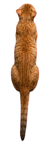 Chat S
