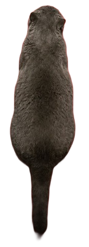 Chat XL