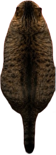 Chat XXL